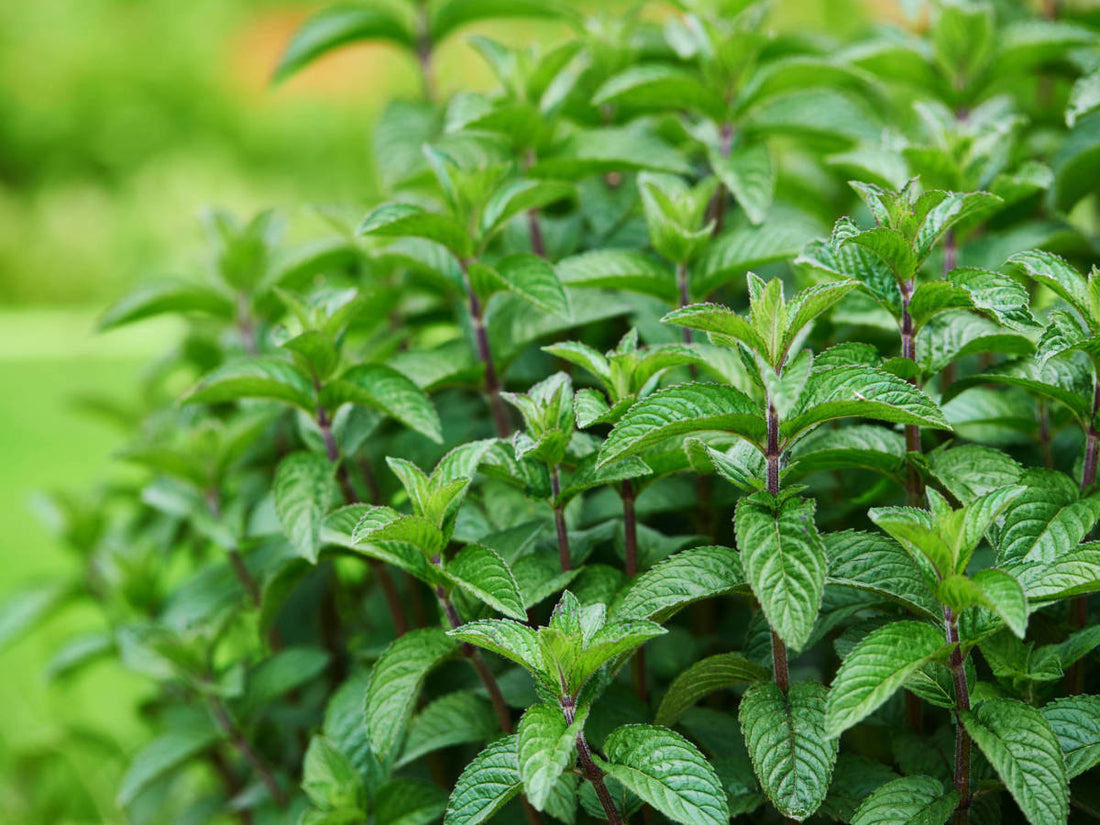 Menta: Beneficios a la salud, riesgos y recetas