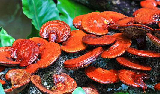 Reishi: Beneficios, contraindicaciones, dosis efectiva