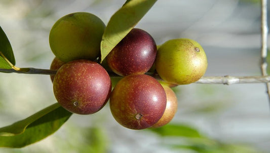 Camu camu: Beneficios, recetas y contraindicaciones - SaludVida México