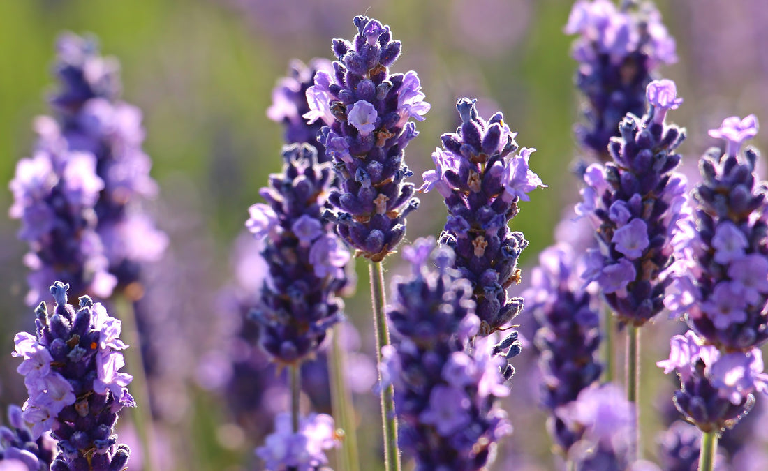 La lavanda usada como relajante